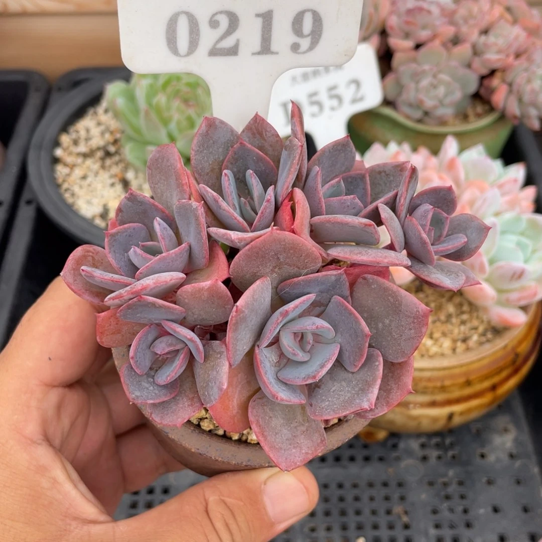 0219尘埃玫瑰不带盆10厘米