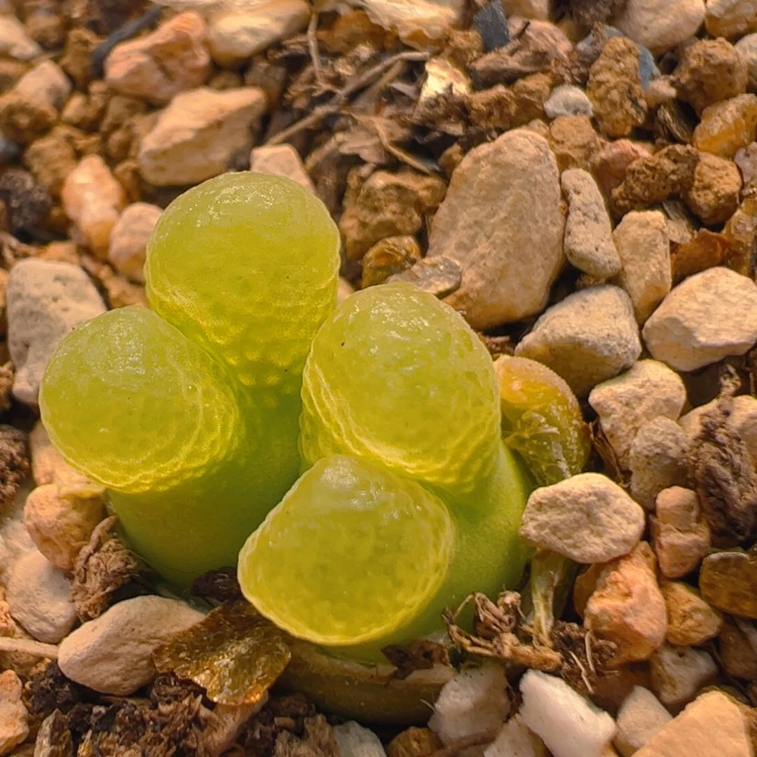 41多肉植物百科樱花1453.9