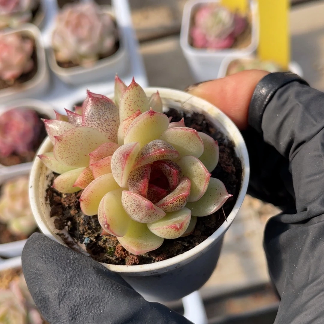 优选水晶杂多肉福利1393