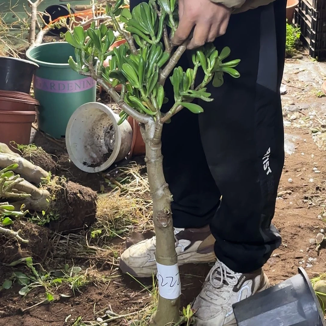 被***人2222铲月吸财树带土球发货