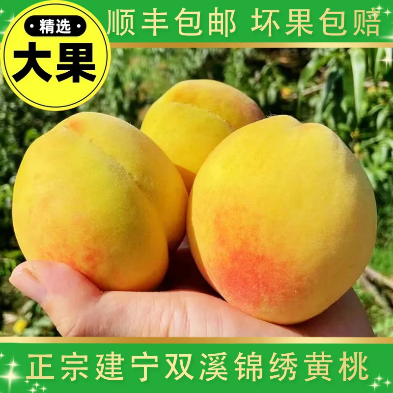 福建建宁锦绣黄桃10斤大果当季新鲜水果整箱批发脆桃硬桃顺丰包邮