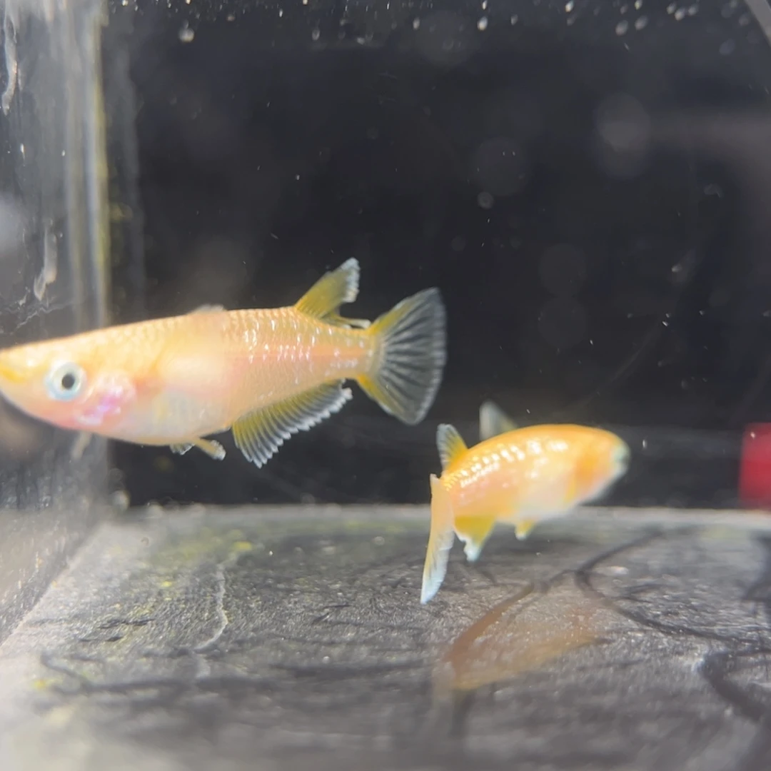 青鳉鱼236酥油灯一对