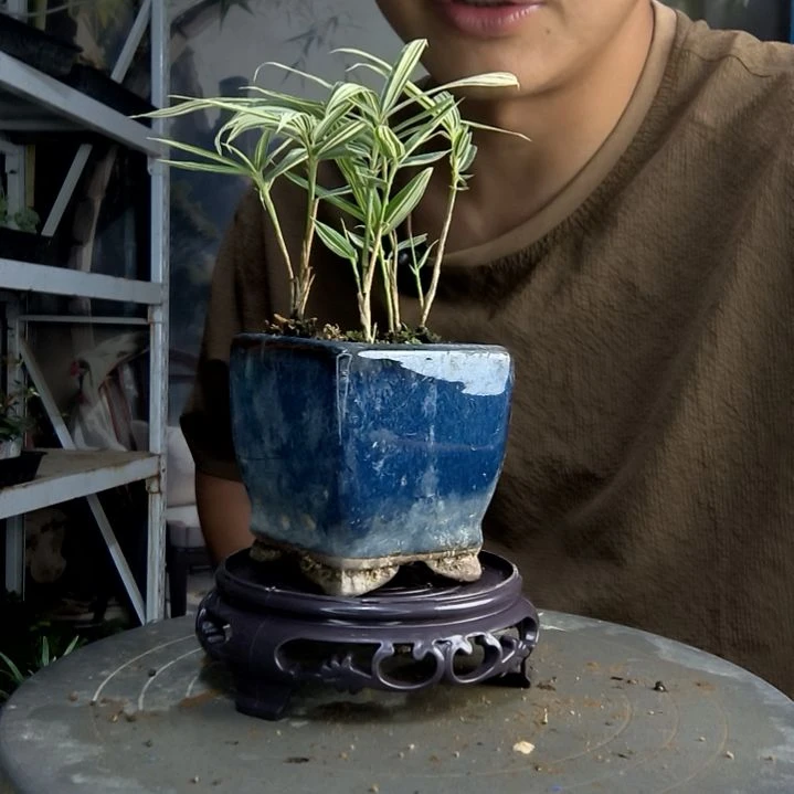 悠**香中青园艺一物一拍167