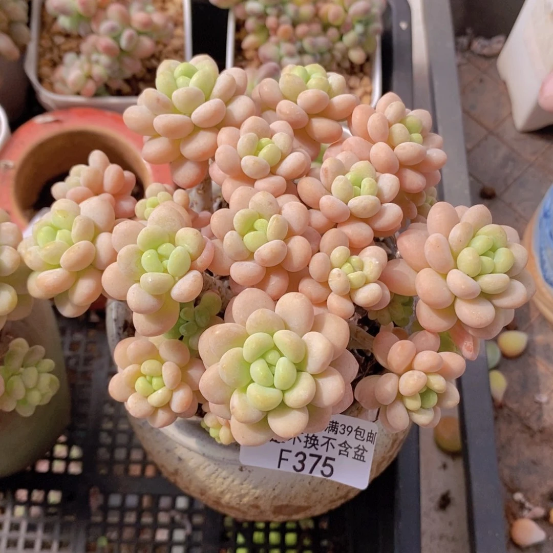 洛可可10cm375多肉植物