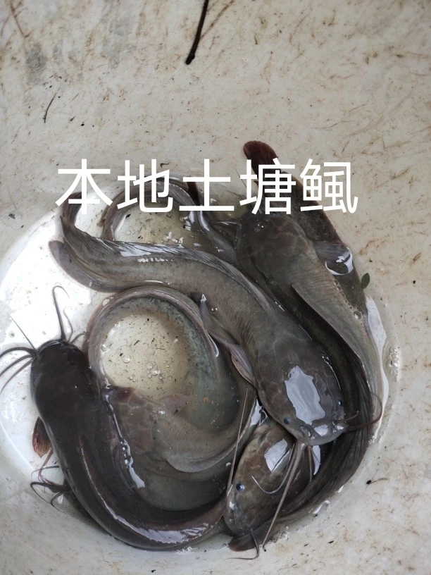 沃晟本地养殖塘鲺鱼，塘角鱼，仿野生养殖，慢养殖，顺丰鲜活包邮