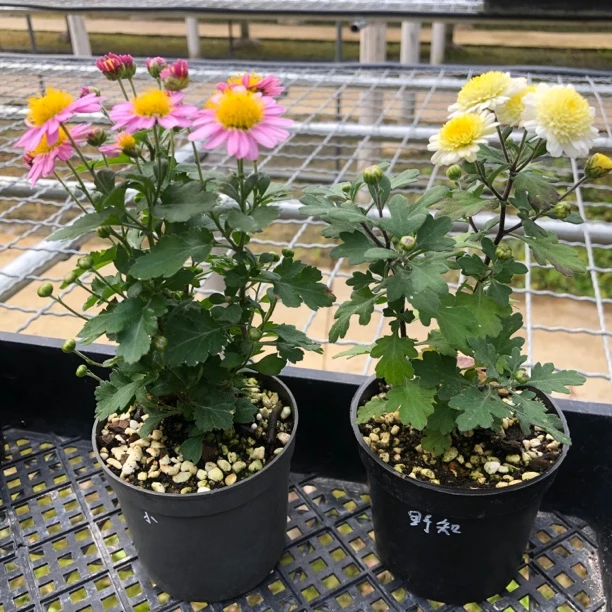 辻之柳 花王 北斗之街日本原生菊花，阳台耐寒耐热好养花卉