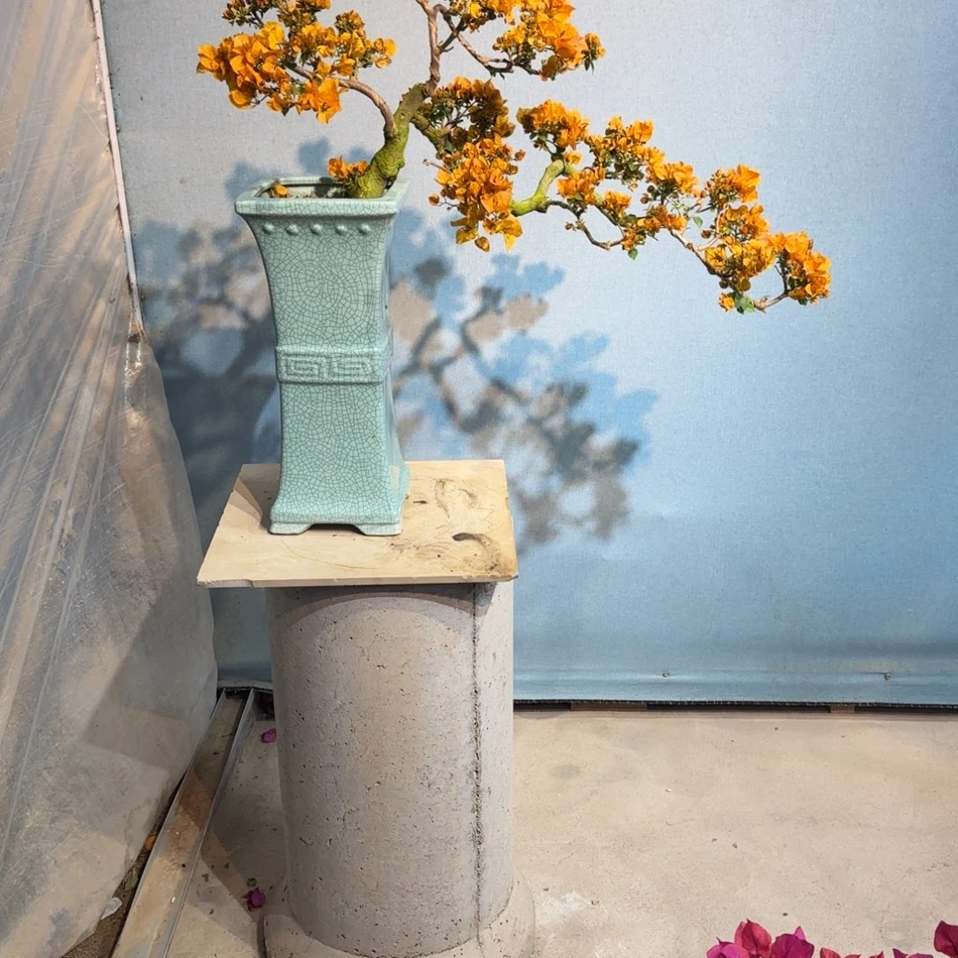 多***杰无花朵加州黄金三角梅