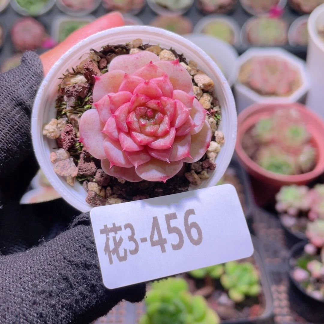 花利美3-456落霞