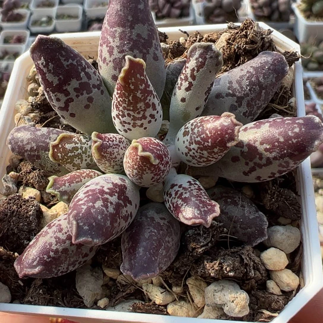 三代紫海豹多肉植物水泡