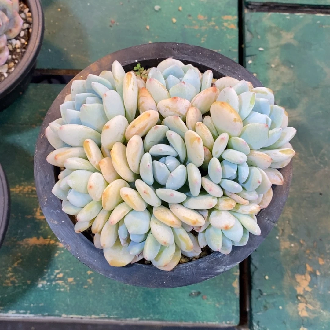 夏**子自然群，123466789冷香