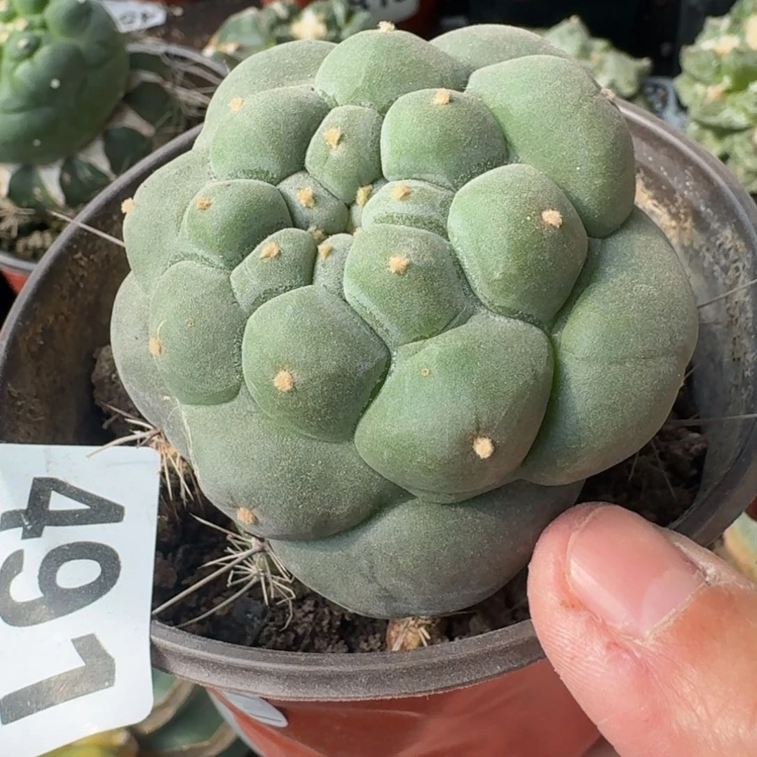 【闪购商品】正***音大尤鲜491