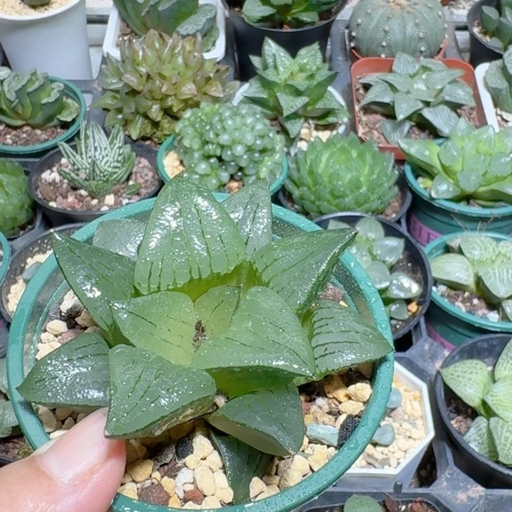 十二卷玉露大颗阿寒湖寿