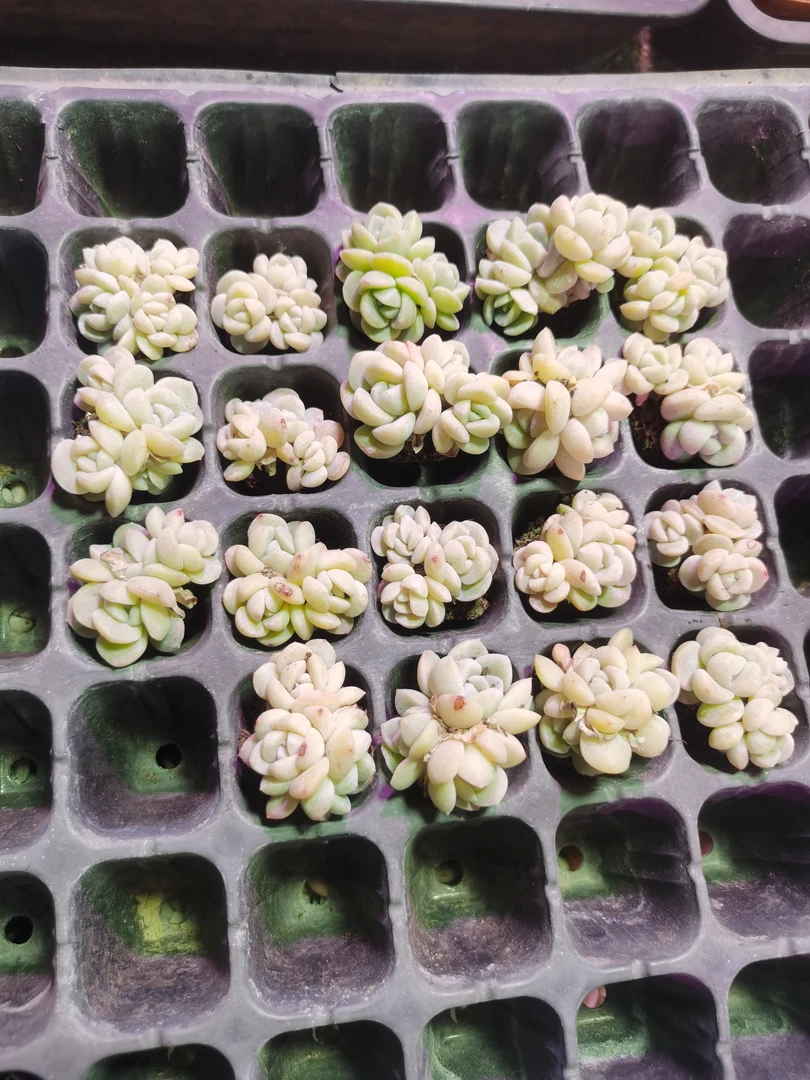 多肉植物冰玉群生20