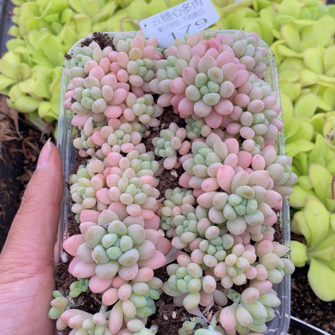 云糖心多肉植物179