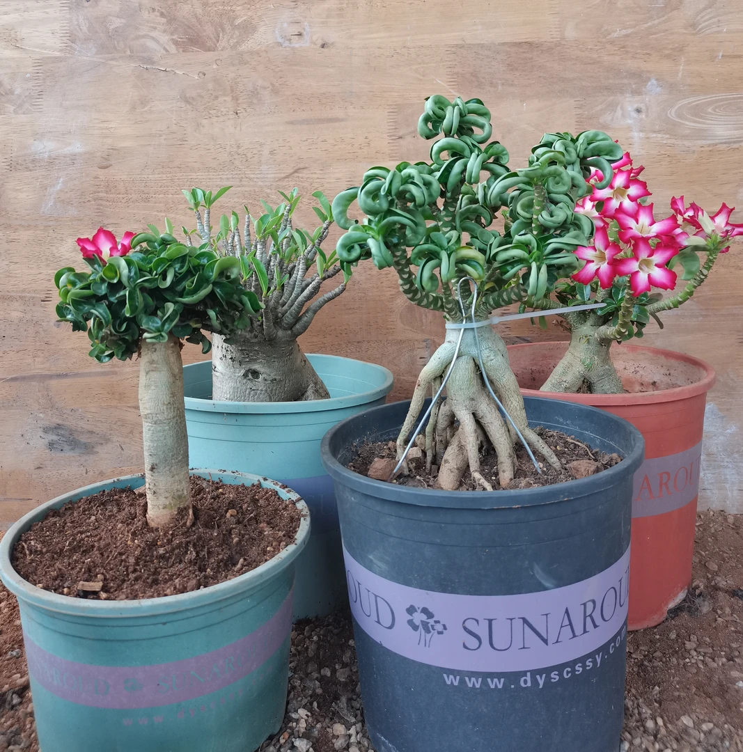 沙漠玫瑰，入门实惠组合（毛毛虫哥斯拉泰羊卡汗千娇）