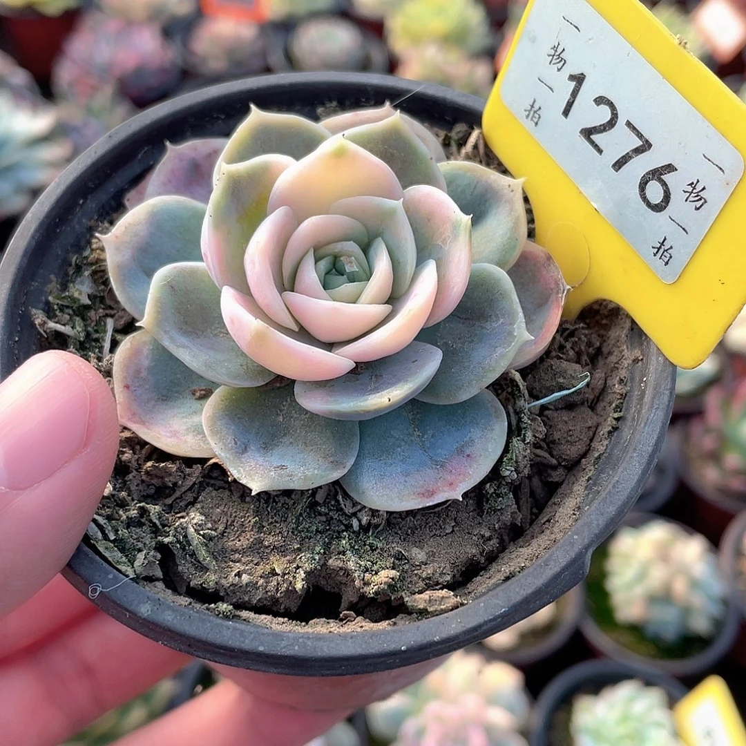 蓝色惊喜锦1276号多肉