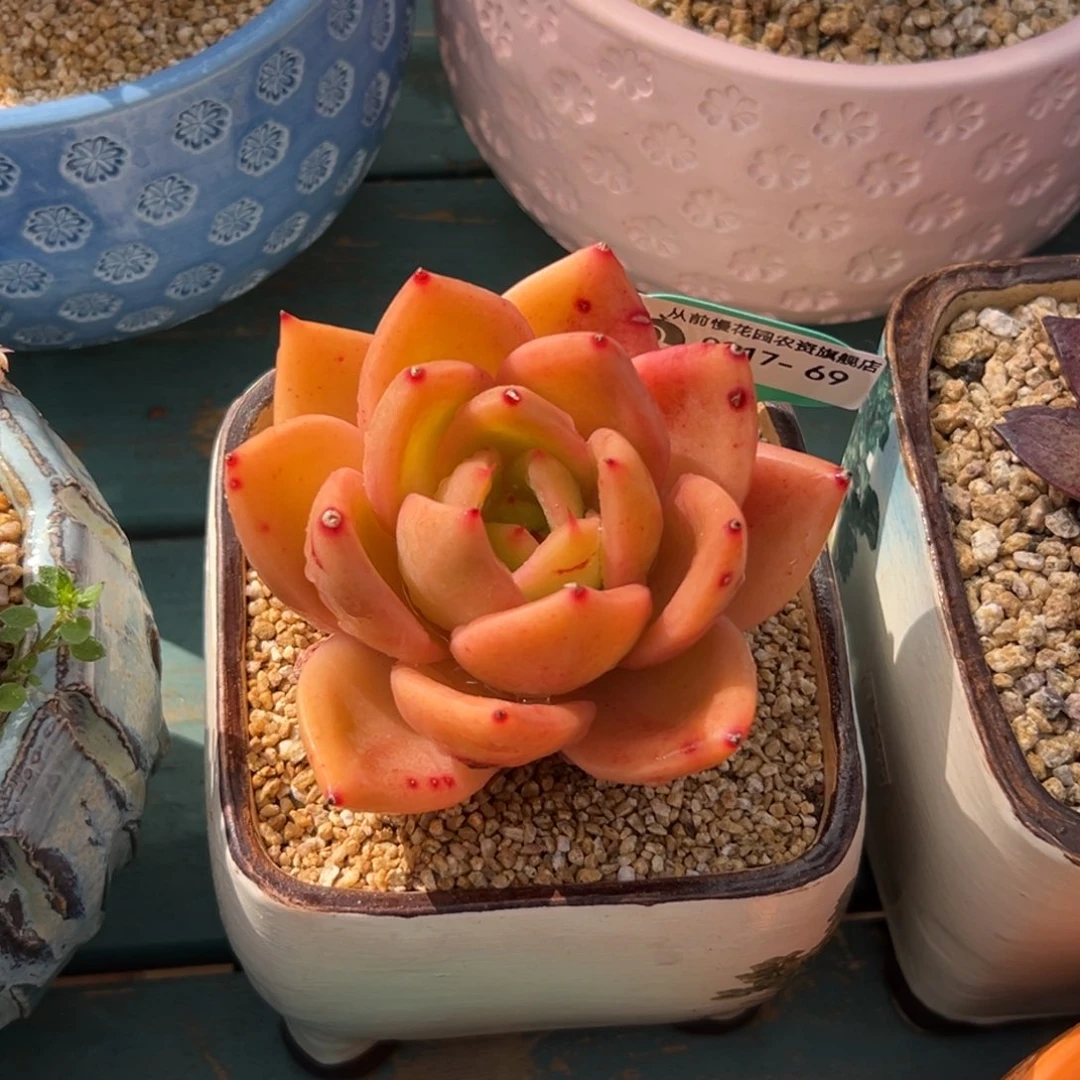 多肉一物一拍0217-69