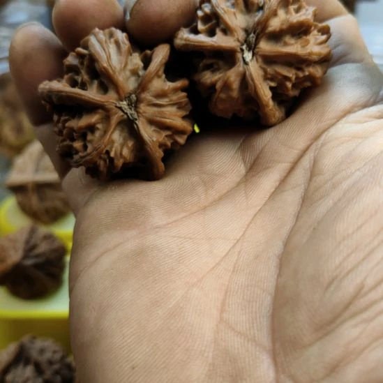 d***d大叶紫檀（黑酸枝木类）盘山三棱核桃
