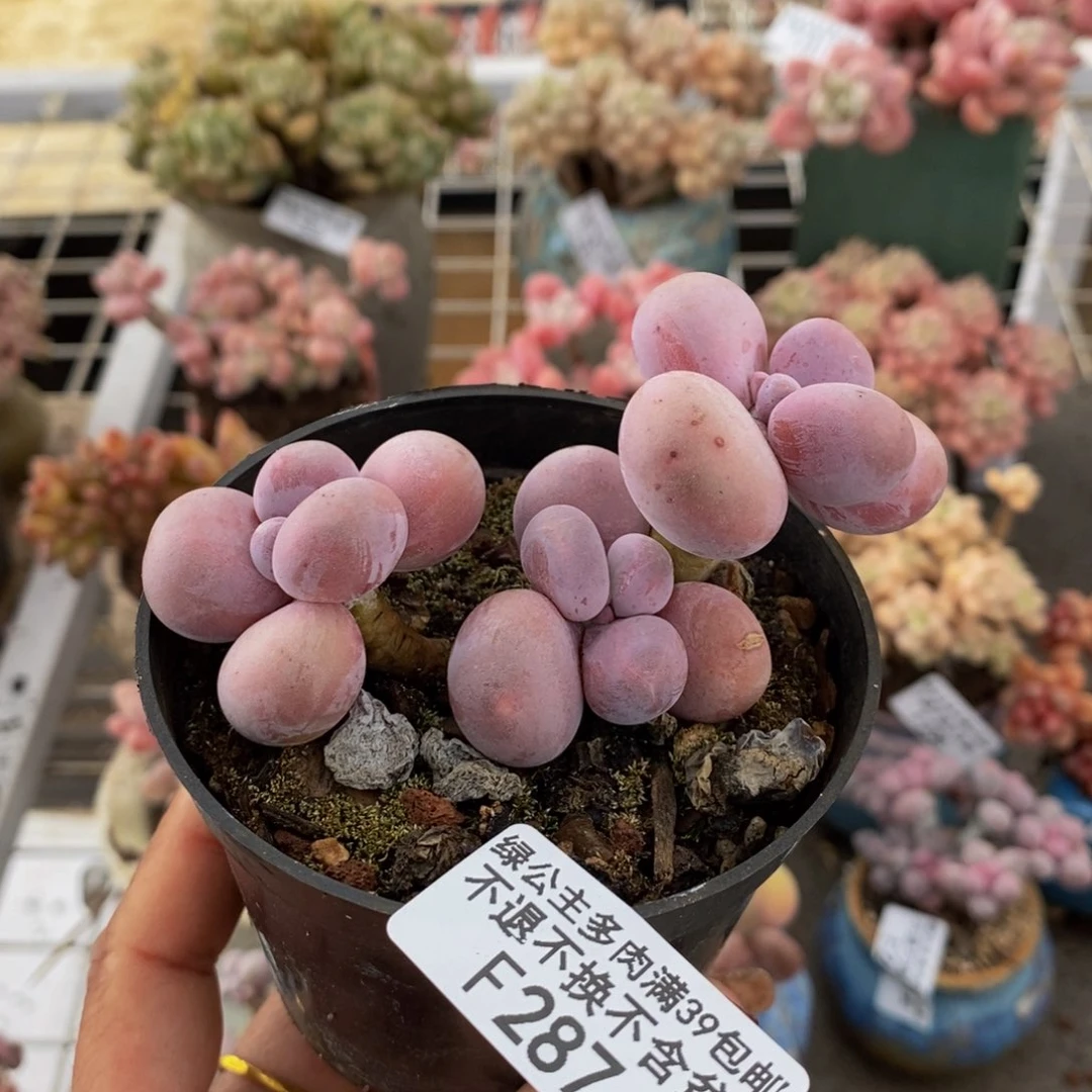 芭比奶酪287/8c m