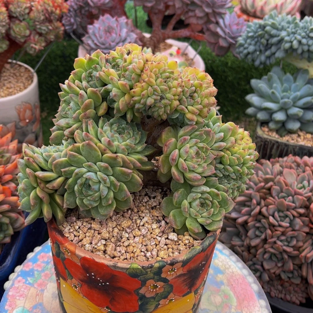 冰魄树缀一物一拍