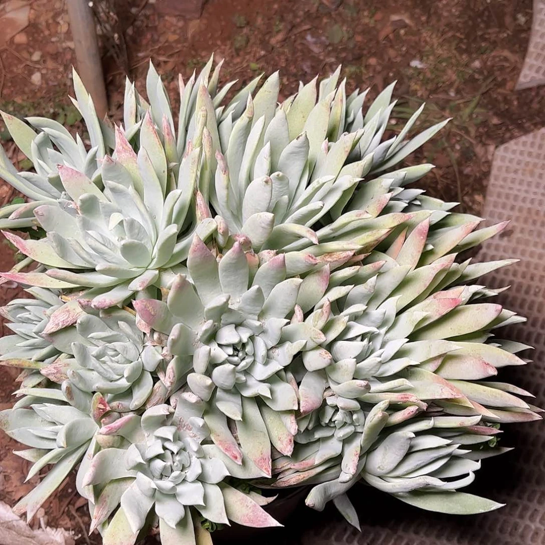 8255白衣圣徒苹果叶多肉