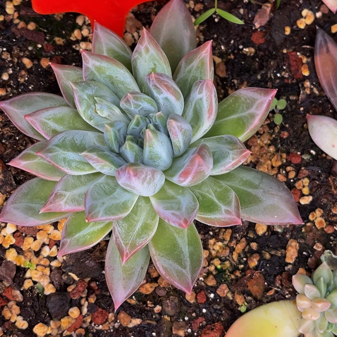 男***肉2510号晚上多肉植物群生