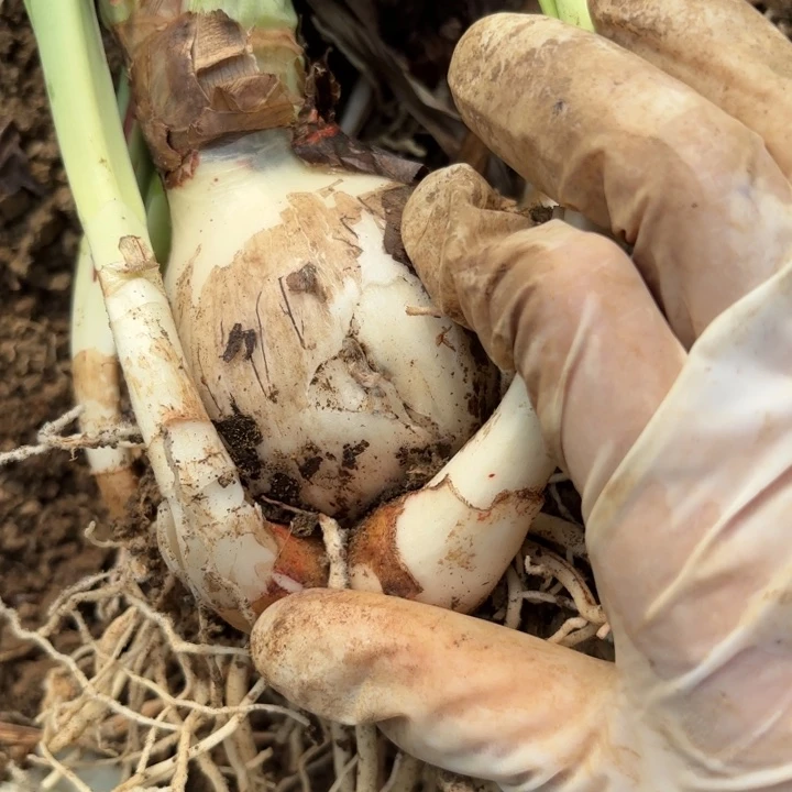 无花朵香***-贵妇包对版有伤包对版9682