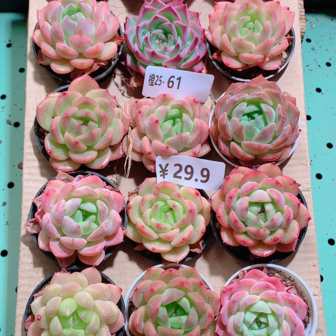 25-61一物一拍带盆18颗