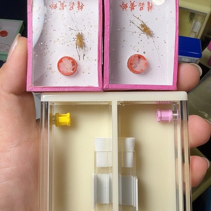 蟋蟀哈哈哈哈哈哈哈姐姐哈哈哈哈