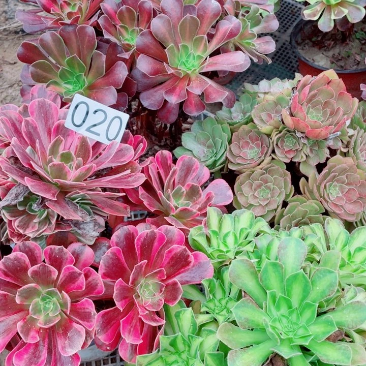 多肉植物组合020