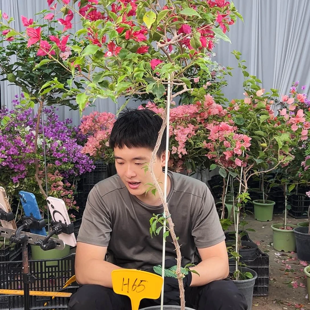 扣***完全开放H65紫红桑巴