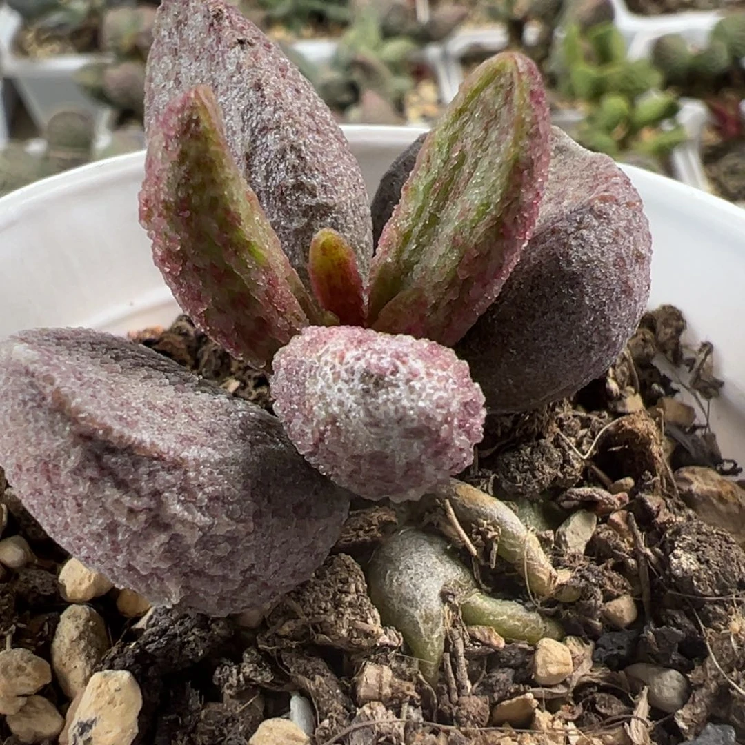 实生新品多肉植物水泡多肉植物
