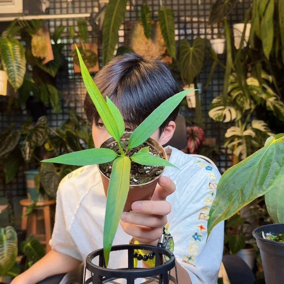 薇***薇完全开放一物一拍I141