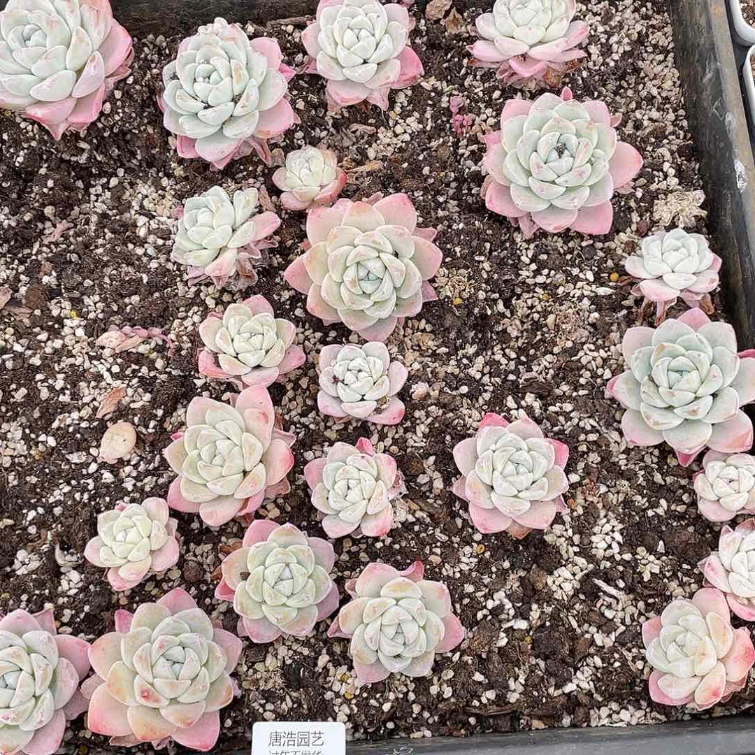 富***鱼冰玉一物一拍132