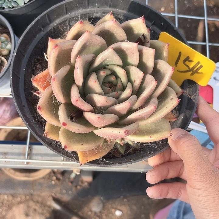 晨语多肉，一物一拍红颜蜜语154