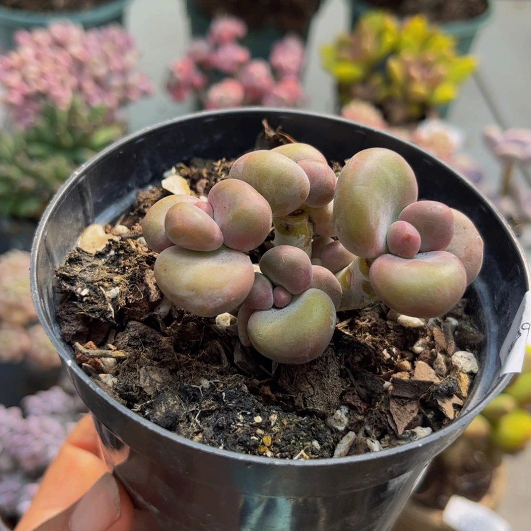 194芒果kk奶5cm多肉植物