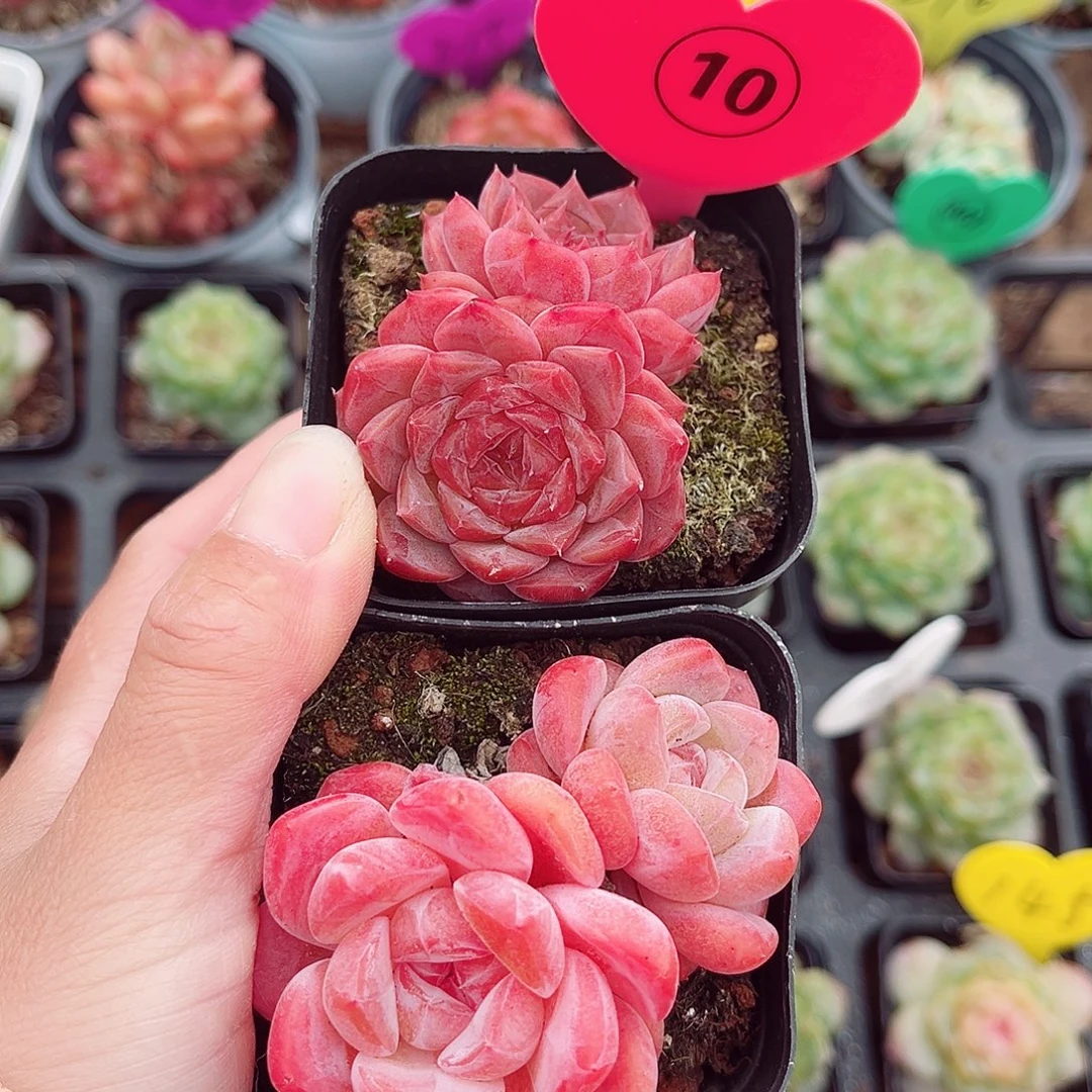 昱****10号小老桩糖心双头