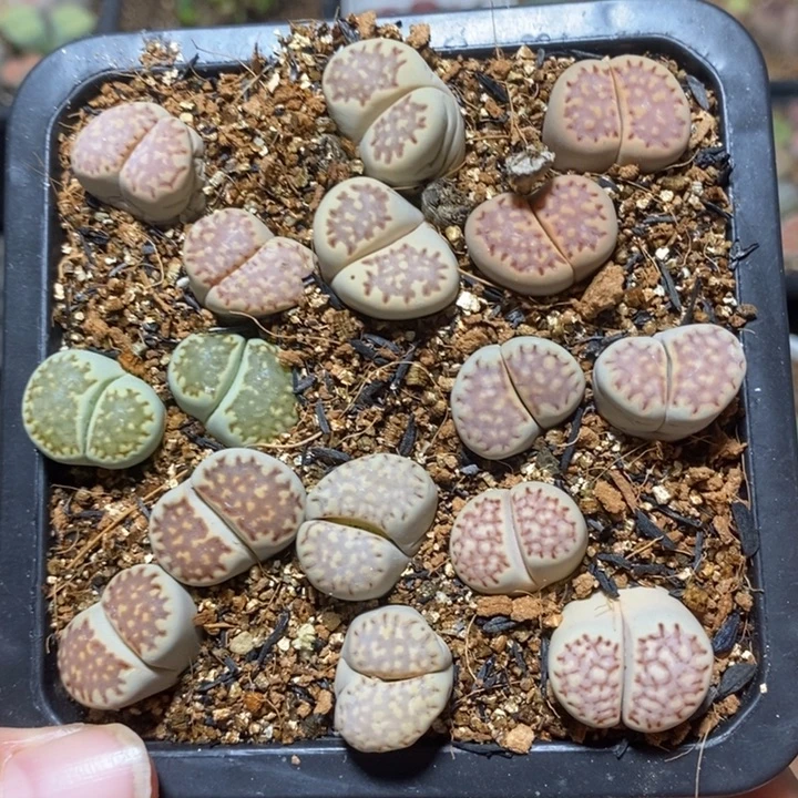 优选双头彩饼干特价