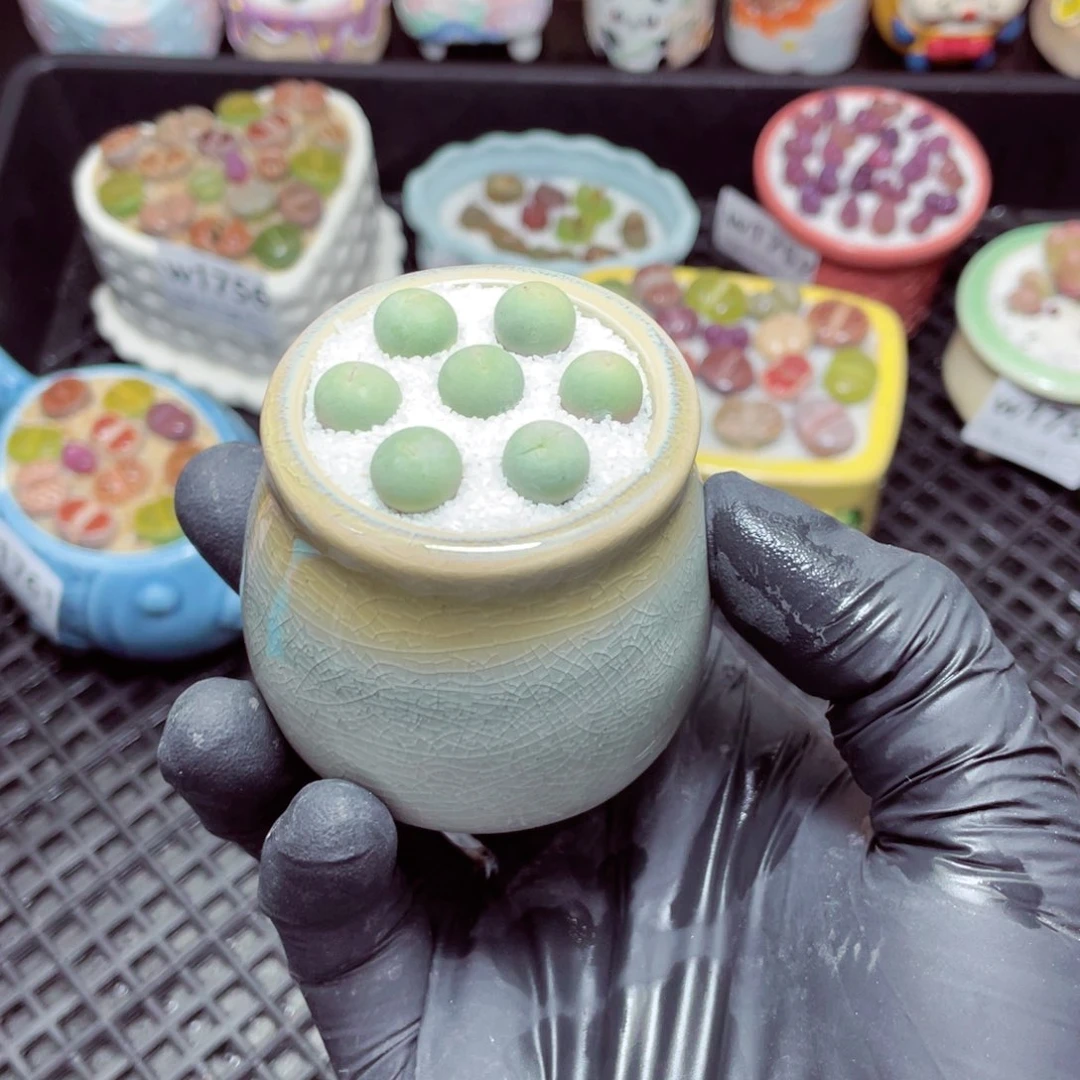 w1762--带盆土发货，零下地区拍保温箱