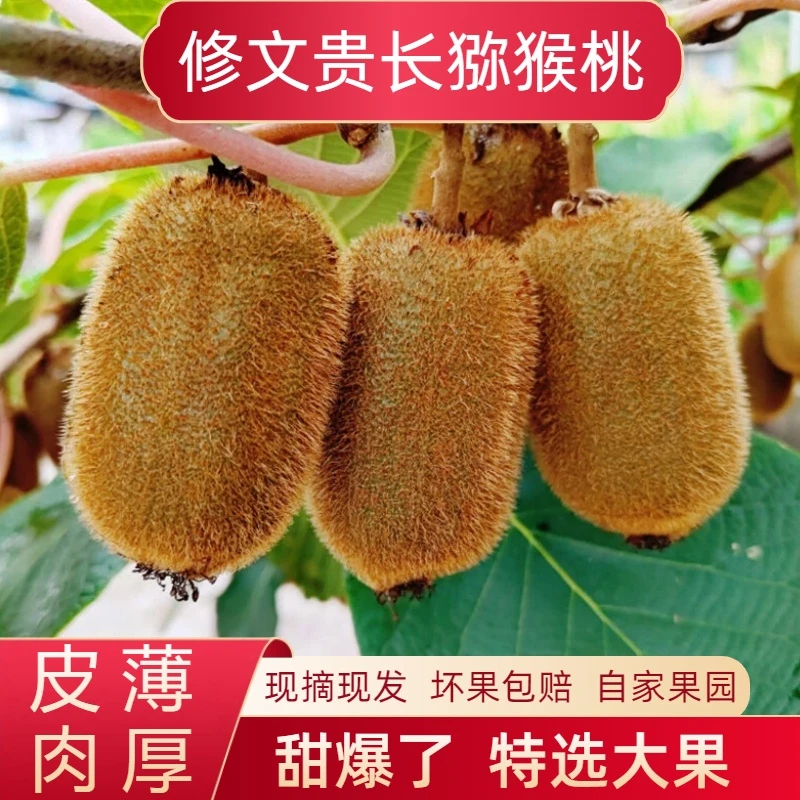 贵长正宗贵州修文产地直销新鲜新鲜采摘水果贵阳贵州修文猕猴桃