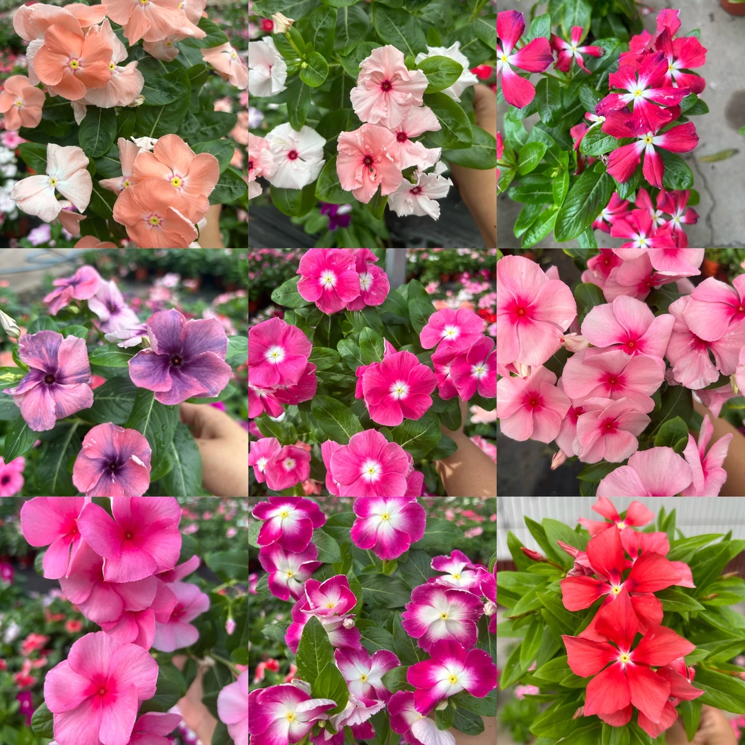 长春花盆栽带花苞四季开花耐热多年生阳台庭院观花植物