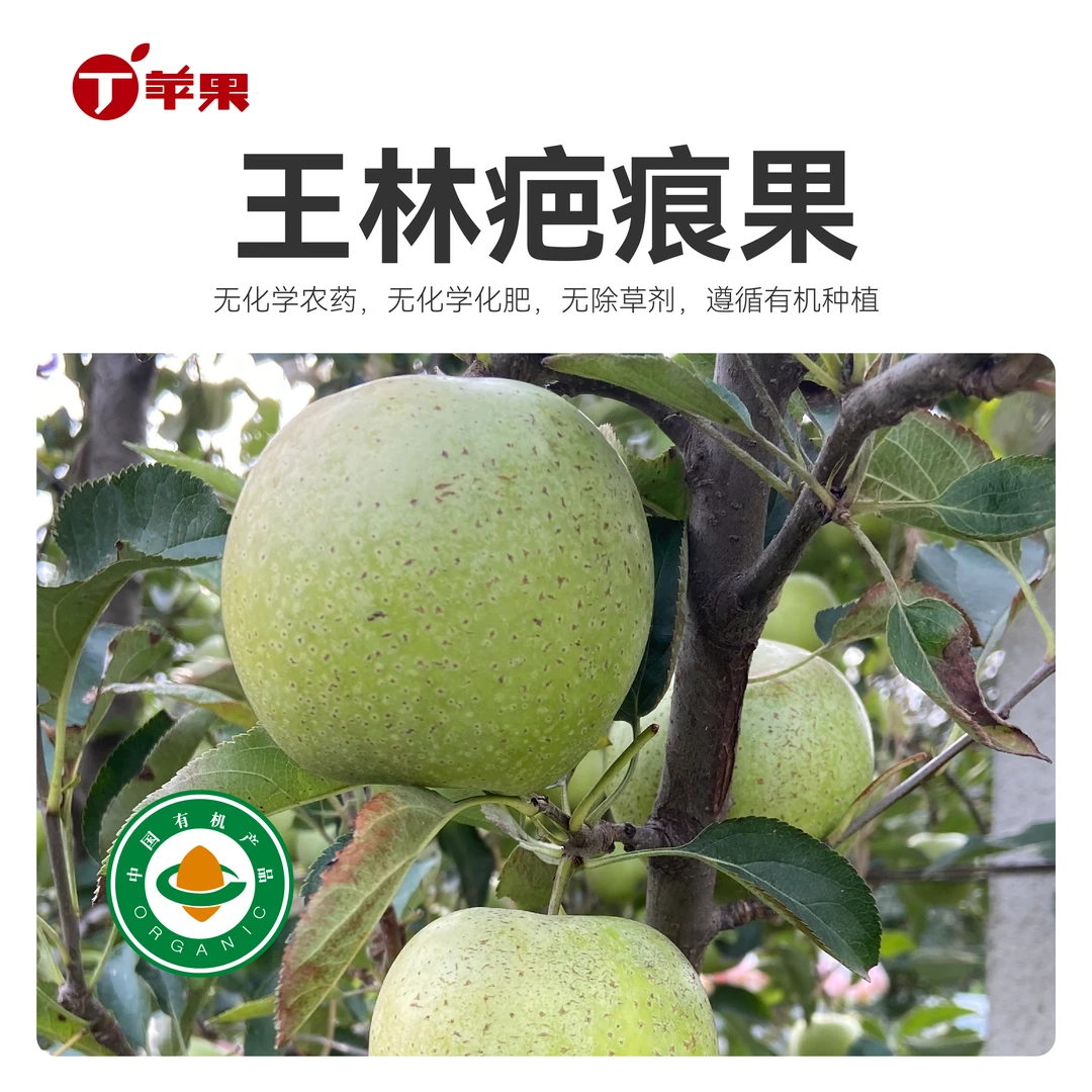 王林苹果【丁苹果】疤痕 有机认证 梨香 面果口感面