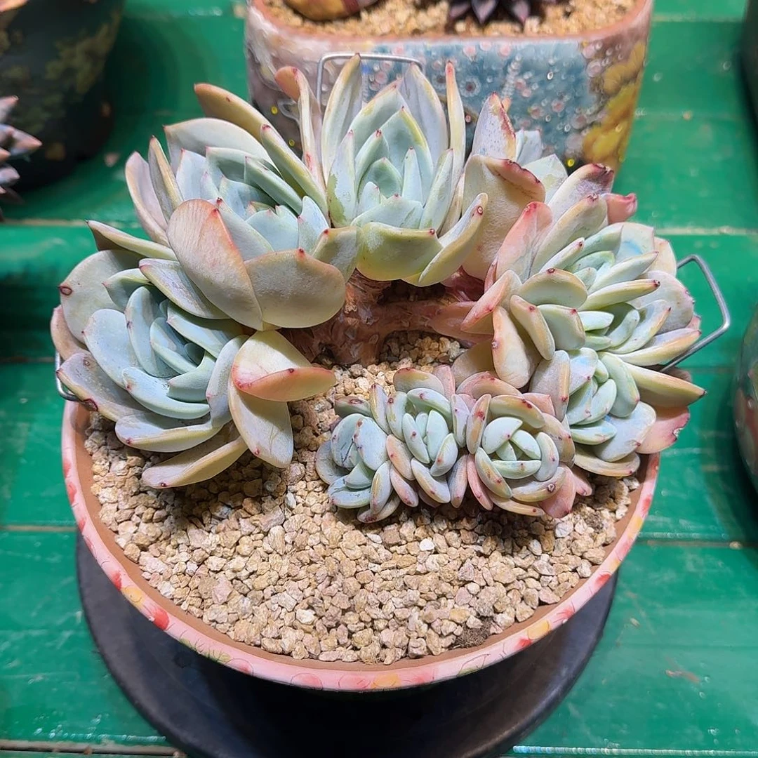 多肉植物多肉植物