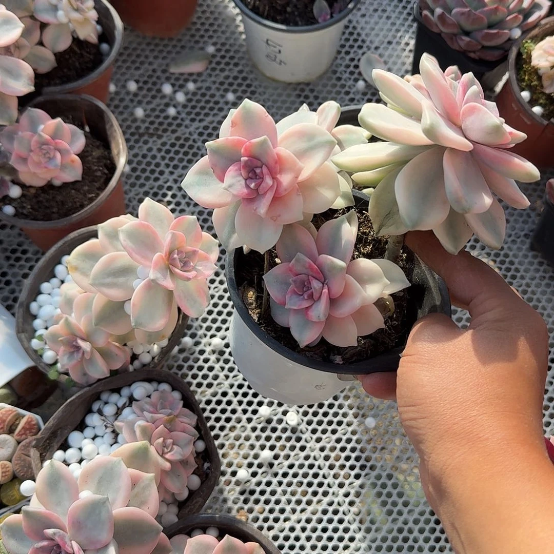 紫乐锦多肉植物精品