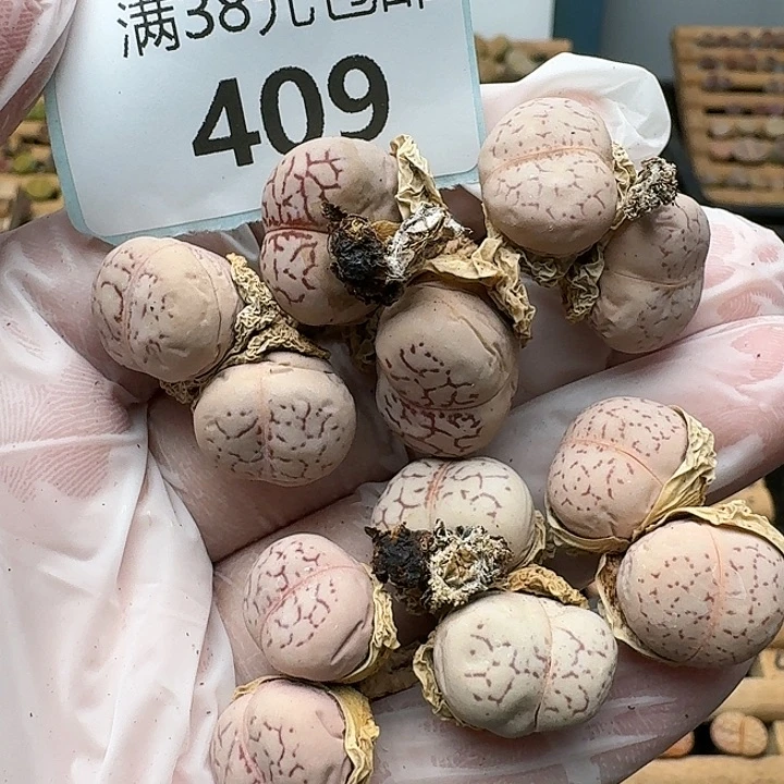 409红网纹灵耀玉红纹白底