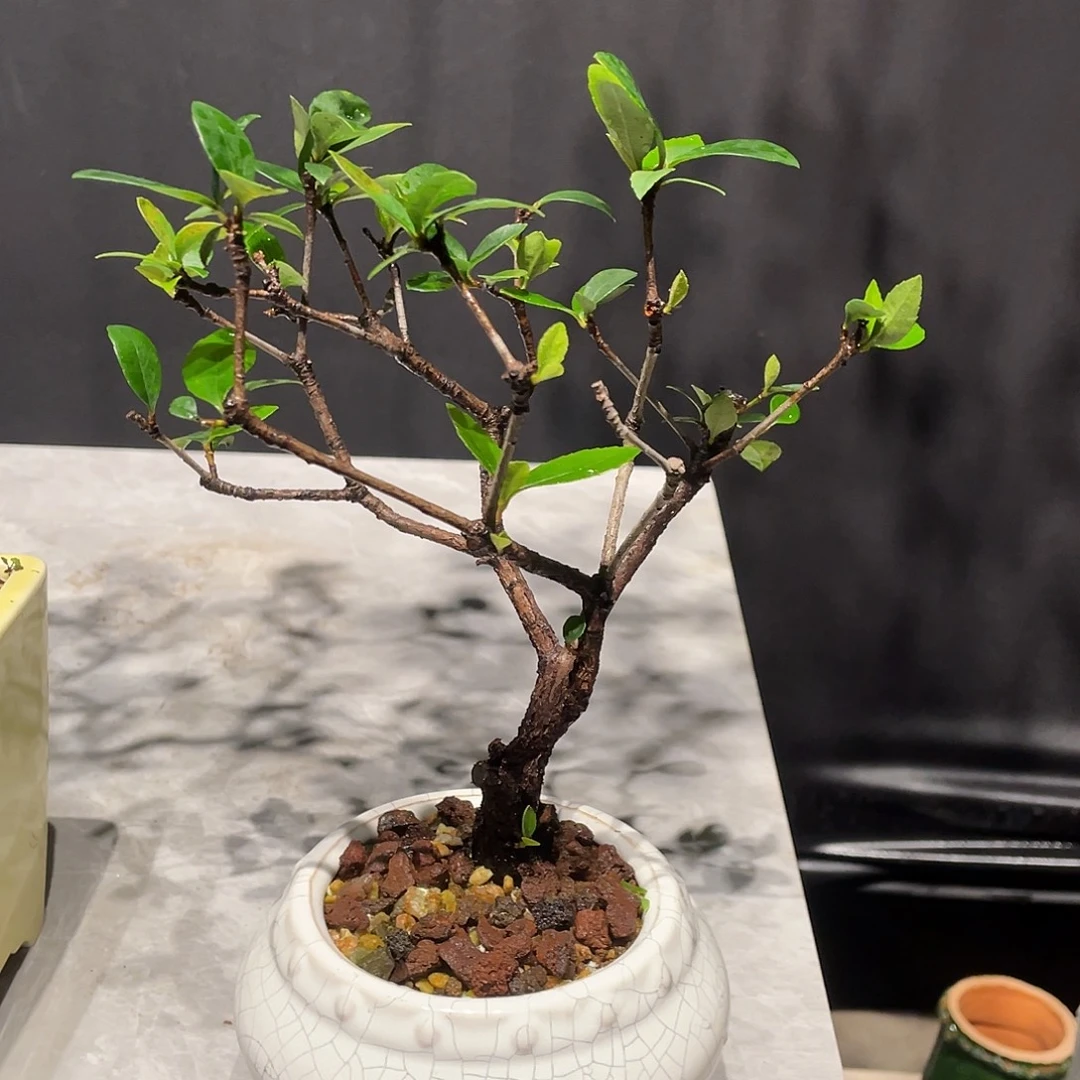 说***、无花朵春花包邮哦哦哦