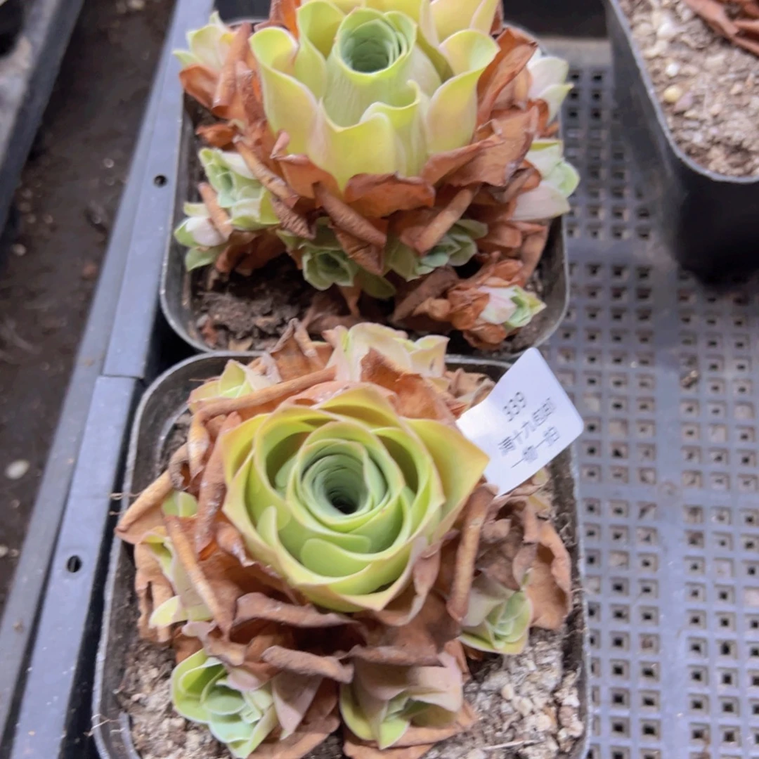 339 侧牙掉了不包损无售后