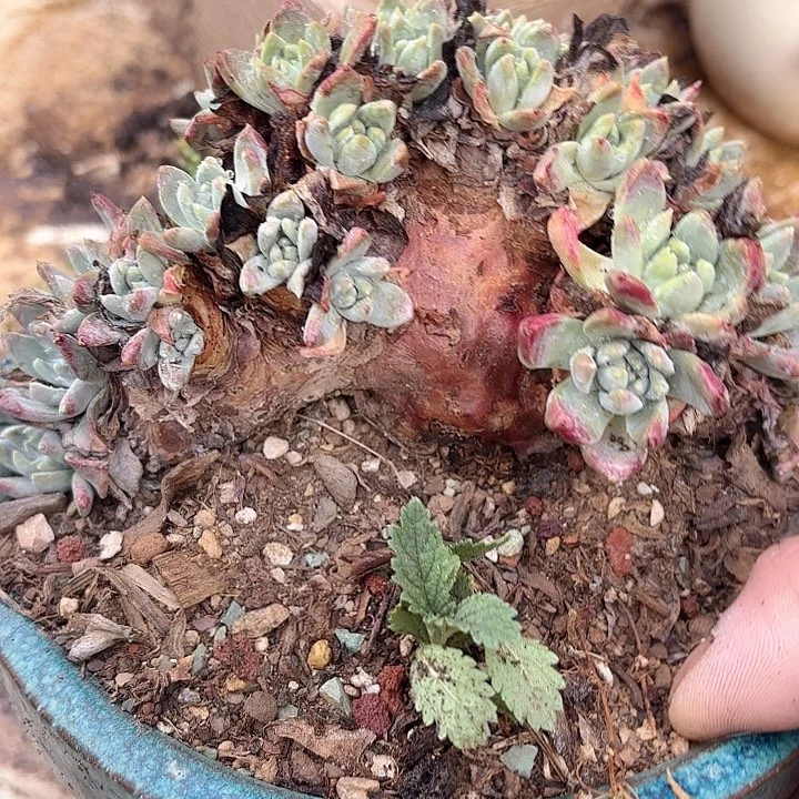 仙女杯多肉植物提取