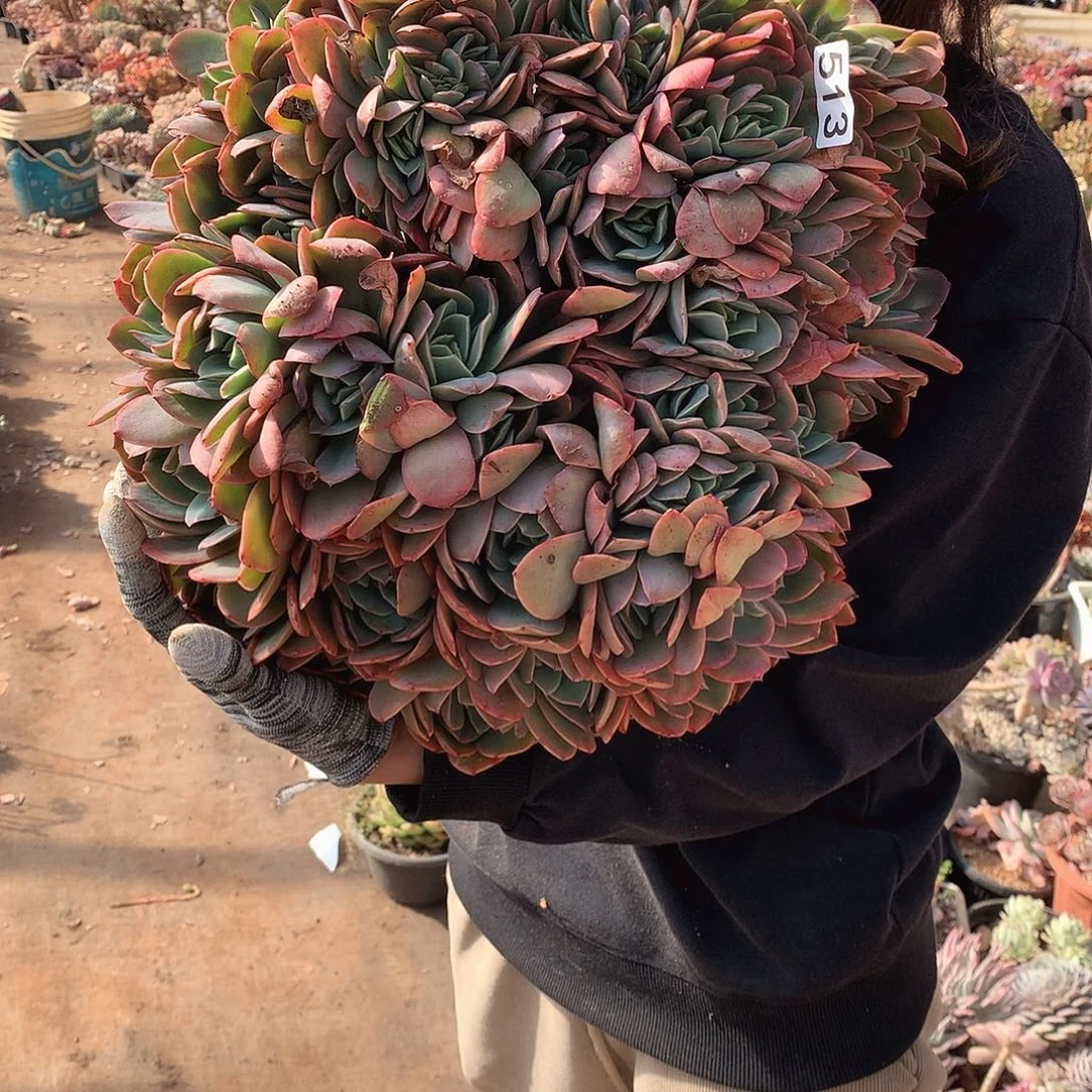 513 一物一拍多肉