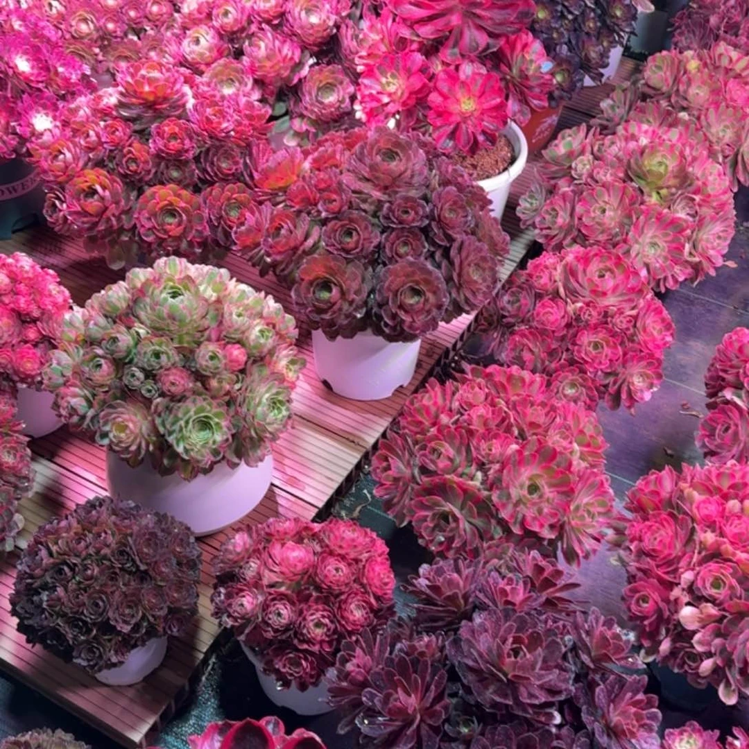 *️****多肉植物法师盆2个21口径